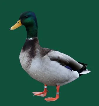 Mallard duck Stock Photos