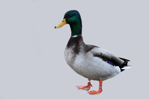 Mallard Duck Stock Photos