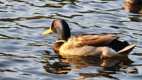 Mallard duck Stock Photos
