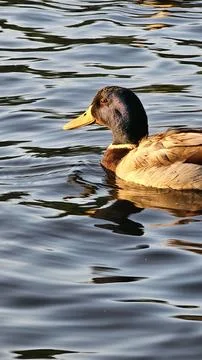Mallard duck Stock Photos
