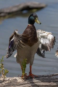 Mallard Duck Stock Photos