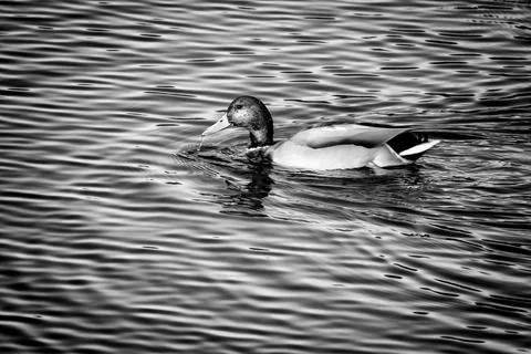 Mallard Duck Foto stock