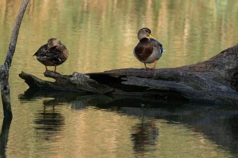 Mallard duck Stock Photos