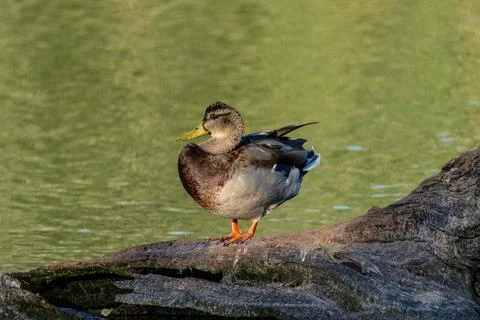 Mallard duck Stock Photos