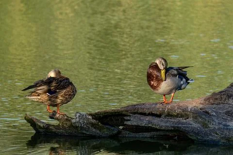 Mallard duck Stock Photos