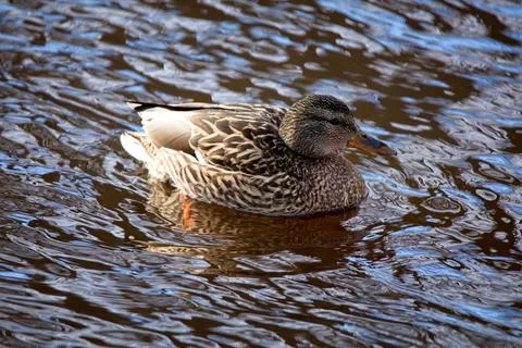 Mallard duck. Stock Photos