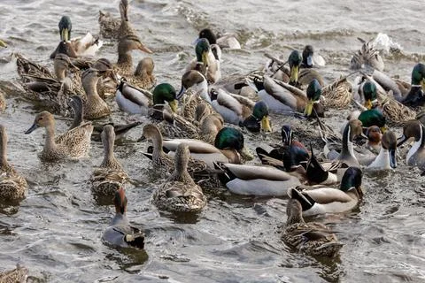 Mallard duck Foto stock