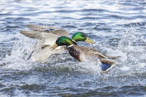 Mallard duck Foto stock