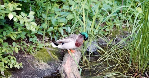 Mallard Duck in a Pond Stock-Footage 91712481