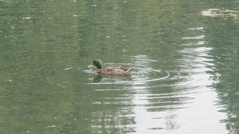 Mallard duck in pond. Stock Footage 113228136