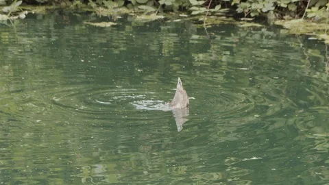 Mallard duck in pond. Stock Footage 113228442