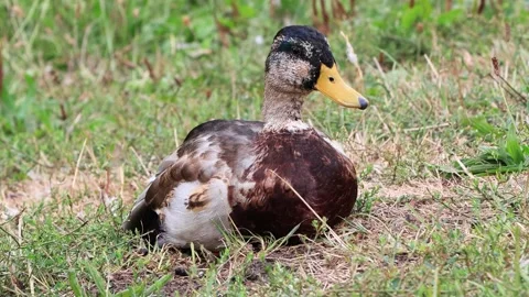 Mallard duck portrait Stock Footage 231032179