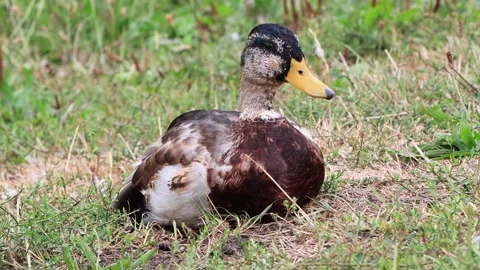 Mallard duck portrait Stock Footage 231053107