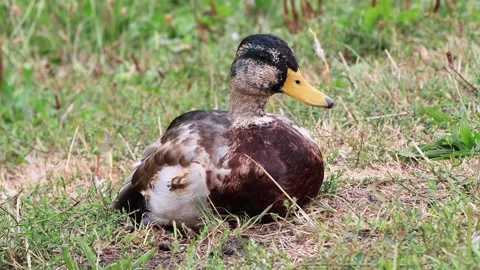 Mallard duck portrait Stock Footage 241891611