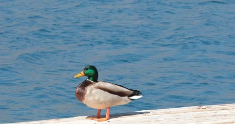 Mallard Duck posing on the sea dock. Stock Footage 105368071