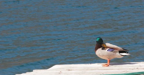 Mallard Duck posing on the sea dock. Stock Footage 105369676