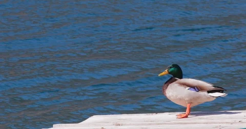 Mallard Duck posing on the sea dock. Stock Footage 105373796