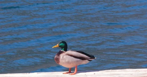Mallard Duck posing on the sea dock. Stock Footage 105374538