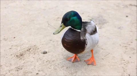 Mallard Duck Preening and Pruning Close To Camera Vídeo Stock 37902433