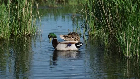 Mallard Duck Preening Feathers Floating in Calm Wetland Pond Water Stock Footage 342859561
