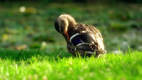 Mallard duck preening feathers on grassy pond bank Stock Footage 346384352