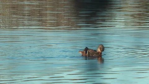 Mallard Duck preening 스톡 동영상 300382190