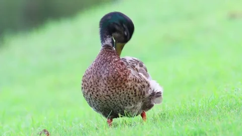 Mallard Duck preening on the grass. Stock Footage 77257046