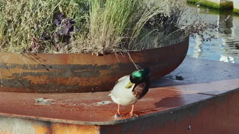 Mallard duck preening its feathers on a floating flowerbed Vídeos de archivo 255010260