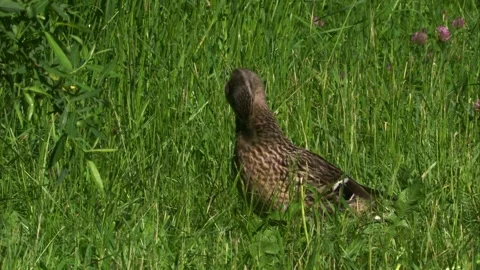Mallard duck preening in sunlight while duckling catches insect Stock Footage 329034103
