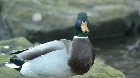 Mallard duck quacks and looks around Video stock 101003375