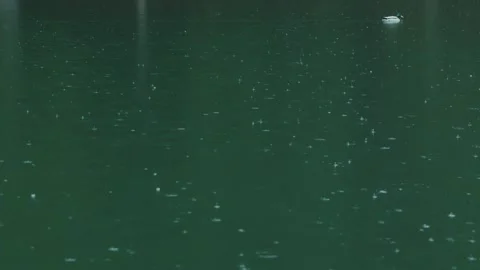 Mallard duck, rain falling on forest pond, slow motion nature scene Vídeos de archivo 332060171