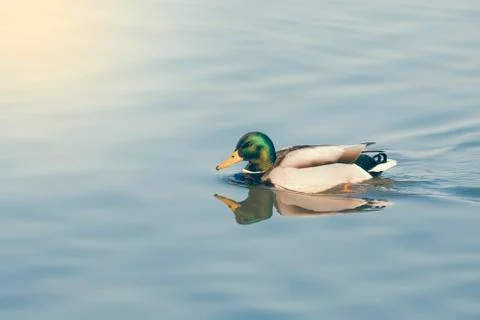 Mallard duck with reflections Stock Photos