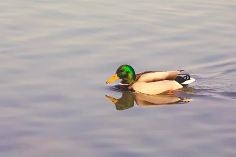 Mallard duck with reflections Stock Photos