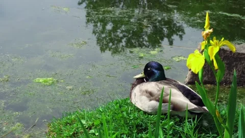 Mallard duck resting on green grass by a pond with yellow iris flower in nature Stock Footage 328466843