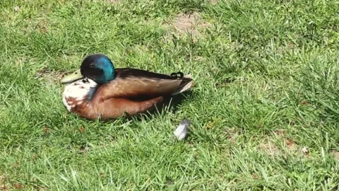 Mallard duck resting peacefully on lush green grass Stock Footage 309514955
