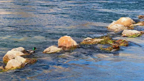 Mallard duck resting on rock in flowing river Stock-Footage 337405967