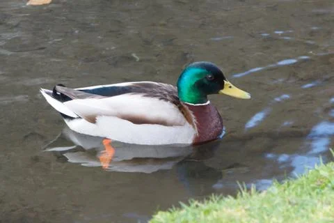 Mallard duck on a river Stock Photos