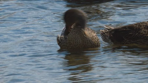 Mallard duck scratching and cleaning itself on lake Stock Footage 114192557