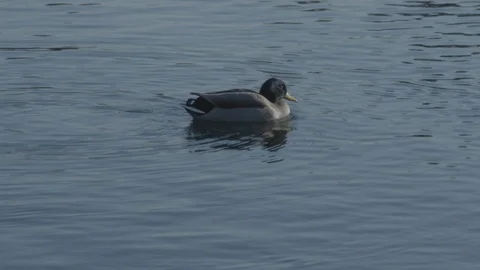 Mallard Duck shakes its tail feather, wildlife twerking Video stock 101433441