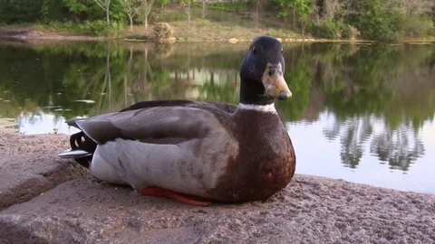 Mallard duck sitting by lake Stock Footage 92556471