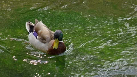 Mallard Duck In Small River Stream Cleaning Itself Whilst Swimming Stock Footage 310410186