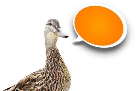 Mallard duck with speech bubble Stock-Illustration