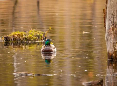 Mallard duck in the spring Stock Photos