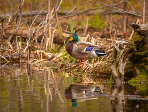 Mallard duck in the spring Stock Photos