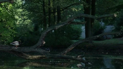 Mallard duck standing on a fallen tree over a pond Stock Footage 320812971