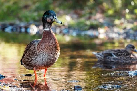 A Mallard Duck in a Stream Foto stock