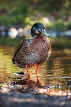 A Mallard Duck in a Stream Stock Photos