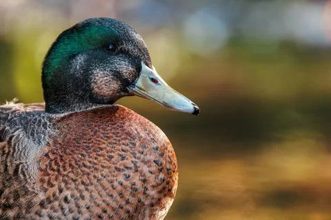 A Mallard Duck in a Stream Stock Photos