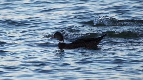 Mallard Duck Swimming Forward, Wave Breaking Behind, Lake Chile Stock Footage 338366500