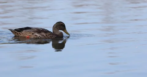 Mallard Duck Swimming on Surface and Dipping its Beak to Eat Stock Footage 246717602